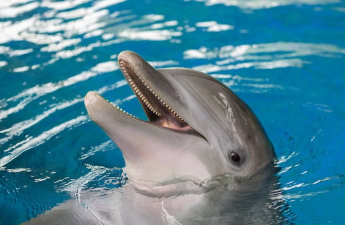 Une nouvelle espèce de dauphins découverte aux Côtes des Acardins