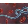 Aucun cas d’Ebola n’a été recensé en Haïti, selon le MSPP