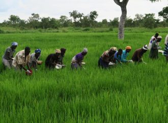 Covid-19 : plus de 17 000 agriculteurs haïtiens recevront une subvention de la Banque mondiale