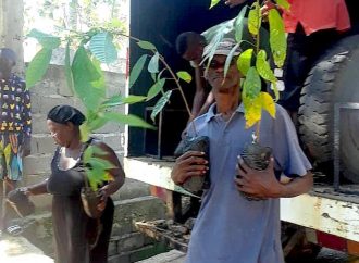 L’USAID soutient la production du cacao dans le Nord d’Haïti