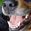 Rage canine : Le Ministère de l’Agriculture lance une campagne de vaccination dans l’Ouest
