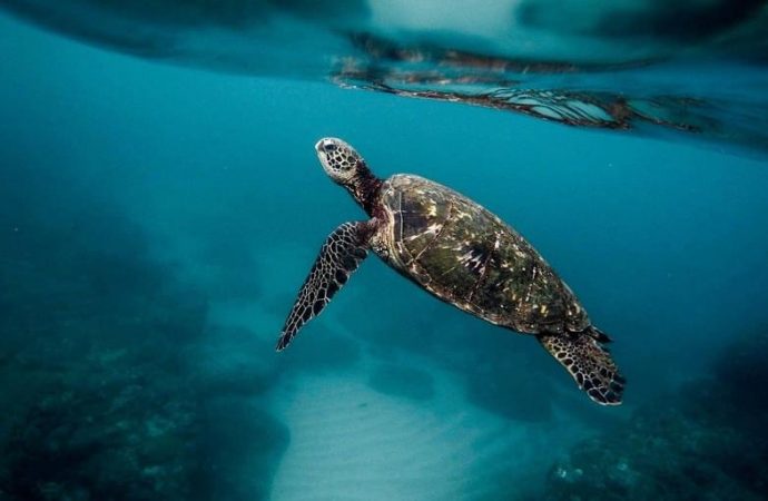 Drame à Madagascar : 19 personnes mortes après consommation de la viande de tortue de mer