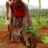 L’agriculture haïtienne en voie d’extinction, déplorent des agronomes