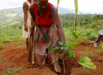 L’agriculture haïtienne en voie d’extinction, déplorent des agronomes
