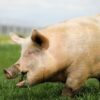 La fièvre porcine présente en République Dominicaine, les États-Unis en alerte
