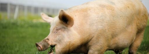 La fièvre porcine présente en République Dominicaine, les États-Unis en alerte