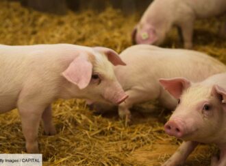 Peste porcine : l’importation de la viande de porc interdite en Haïti