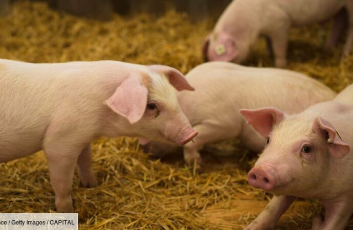 Peste porcine : l’importation de la viande de porc interdite en Haïti