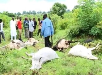 Jérémie : des dizaines de bétails meurent mystérieusement