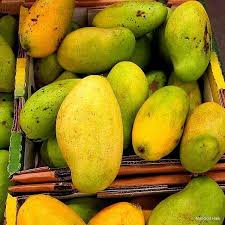Vers la fin de l’exportation de la mangue haïtienne aux Etats-Unis