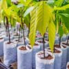 Grand ’Anse : lancement officiel du projet de production de 25 mille plantules de cacaoyer