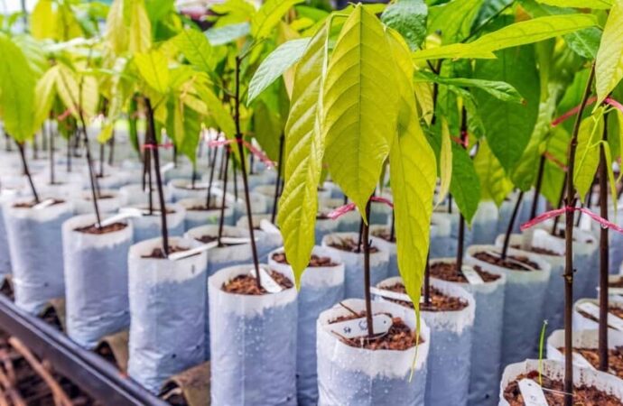 Grand ’Anse : lancement officiel du projet de production de 25 mille plantules de cacaoyer